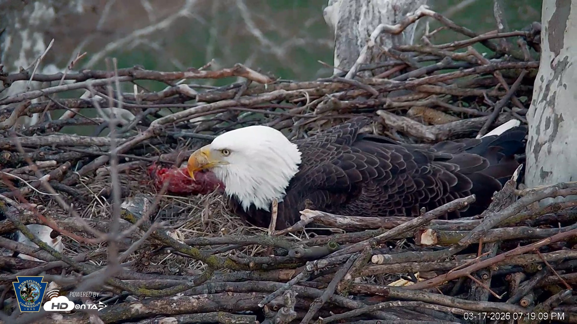 Snapshot of PA Farm Country Eagles Live Cams taken Mar 17, 2026, 7:20pm EDT