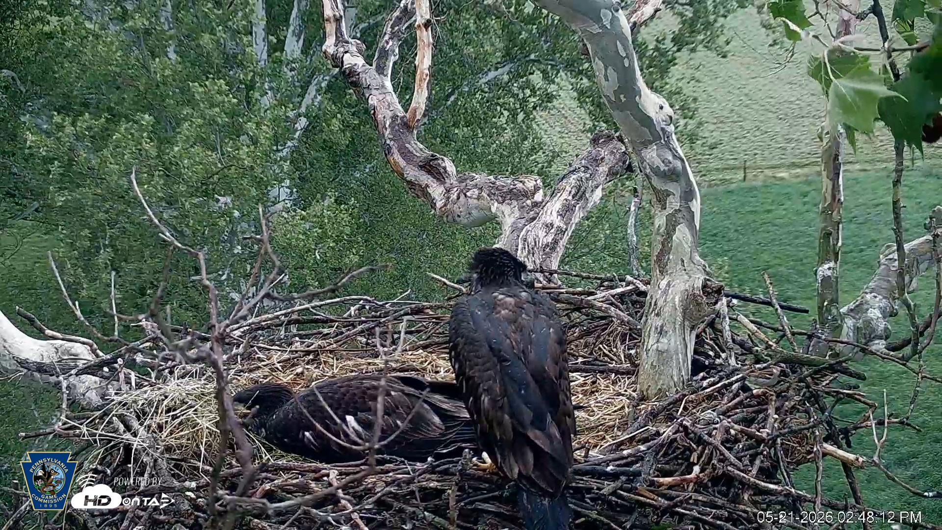 Snapshot of PA Farm Country Eagles Live Cams taken May 21, 2026, 2:49pm EDT