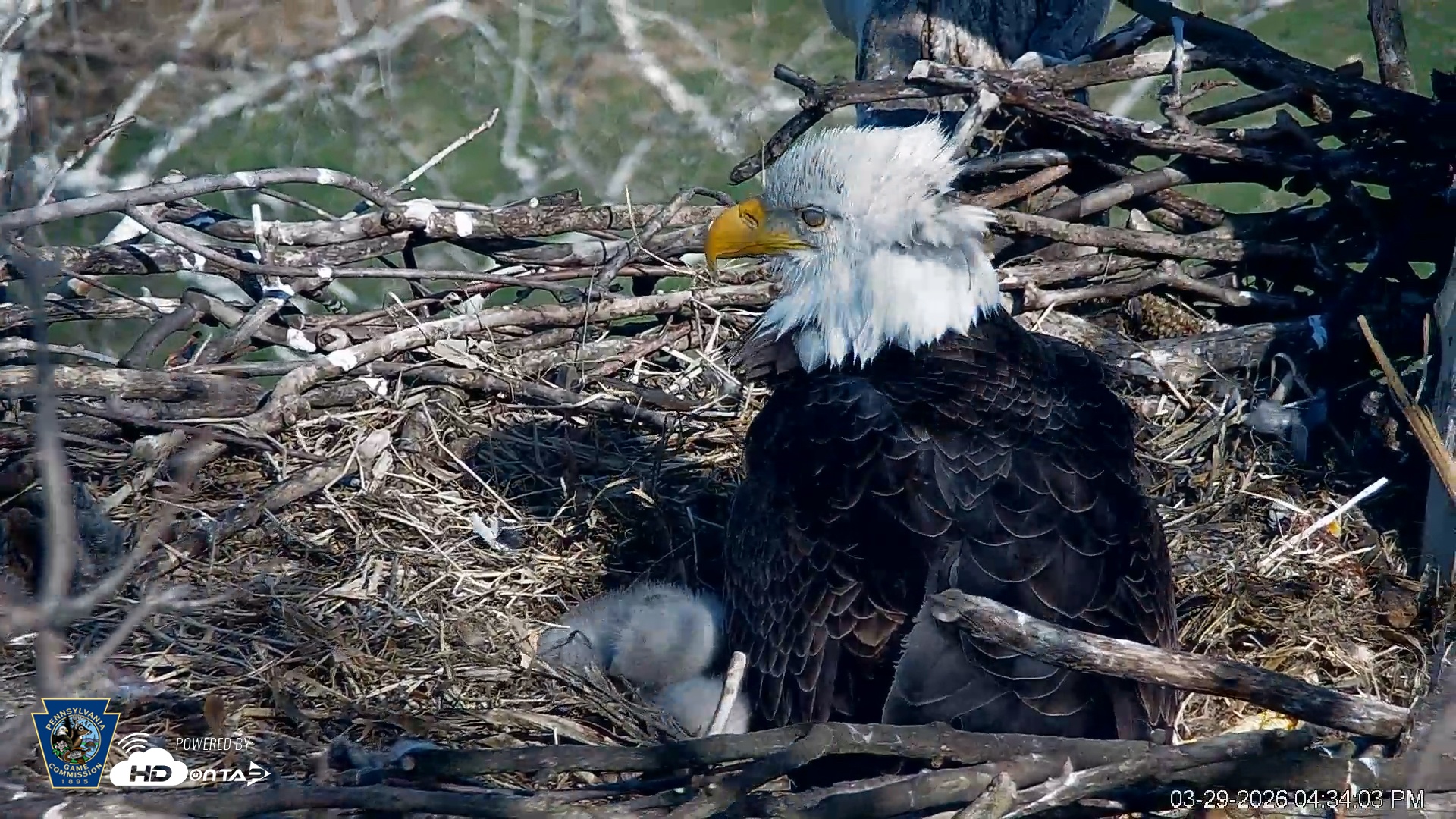 Snapshot of PA Farm Country Eagles Live Cams taken Mar 29, 2026, 4:34pm EDT