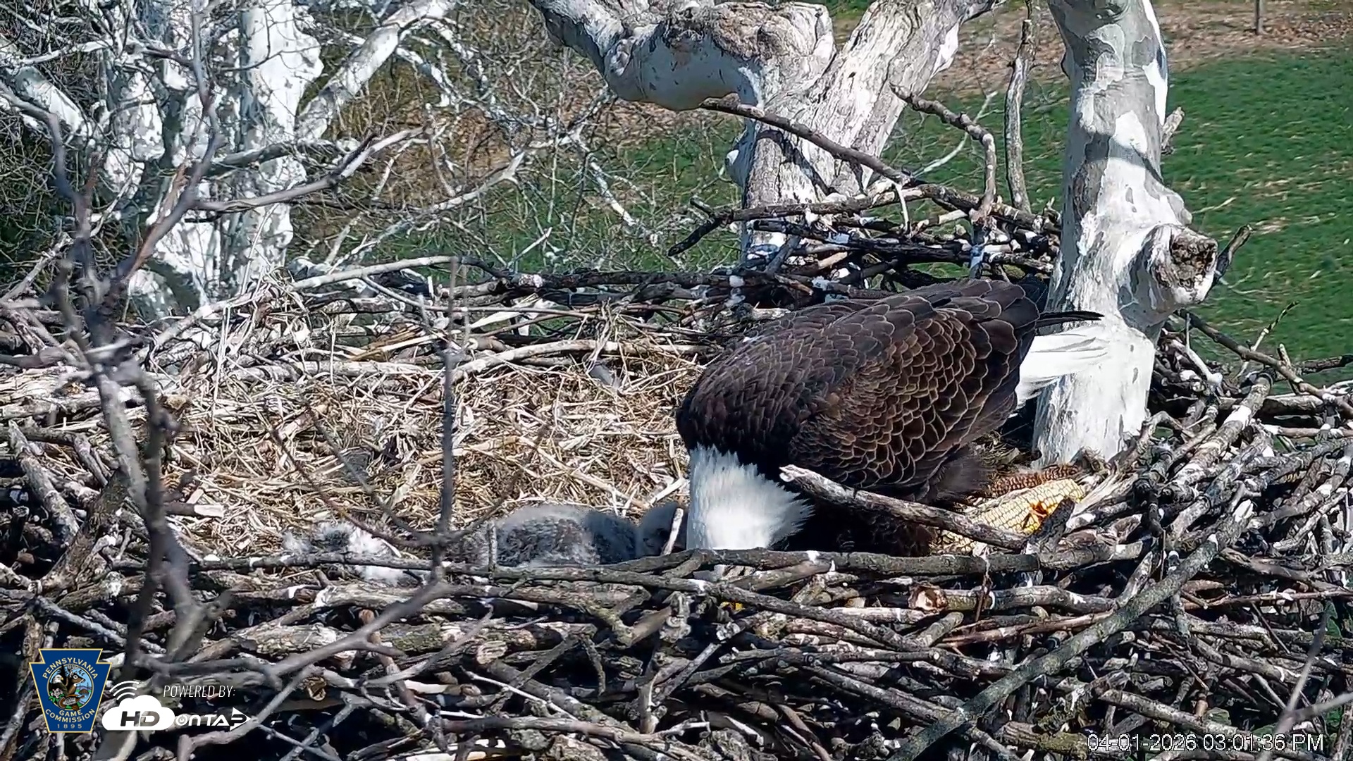 Snapshot of PA Farm Country Eagles Live Cams taken Apr 1, 2026, 3:02pm EDT