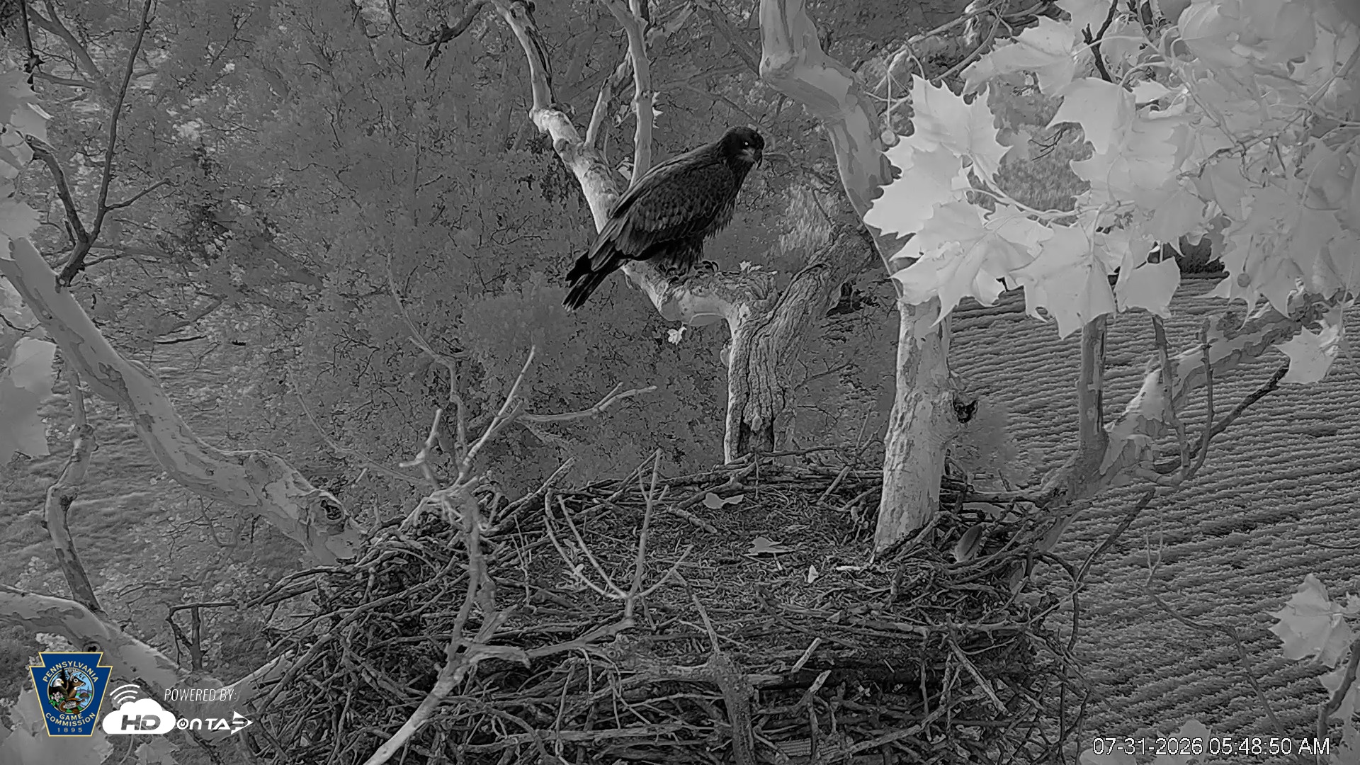 Snapshot of PA Farm Country Eagles Live Cams taken Jul 31, 2026, 5:49am EDT