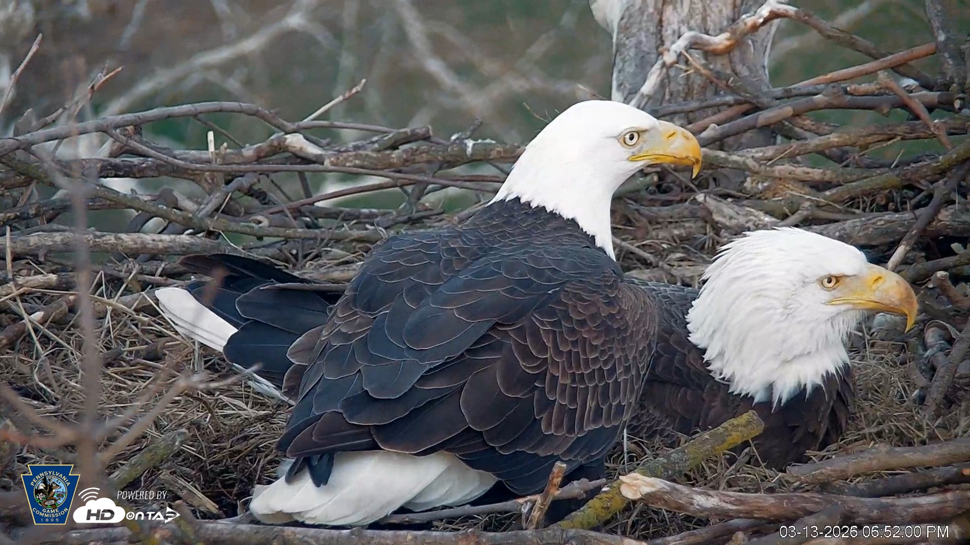 Snapshot of PA Farm Country Eagles Live Cams taken Mar 13, 2026, 6:52pm EDT