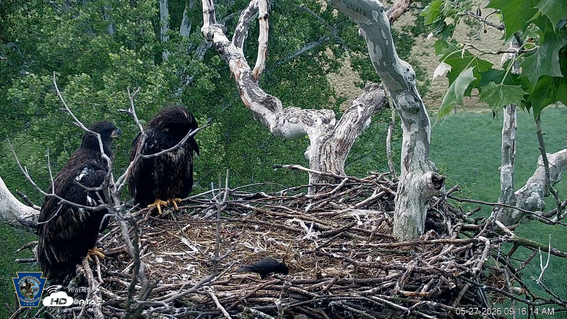 Snapshot of PA Farm Country Eagles Live Cams taken May 27, 2026, 9:17am EDT