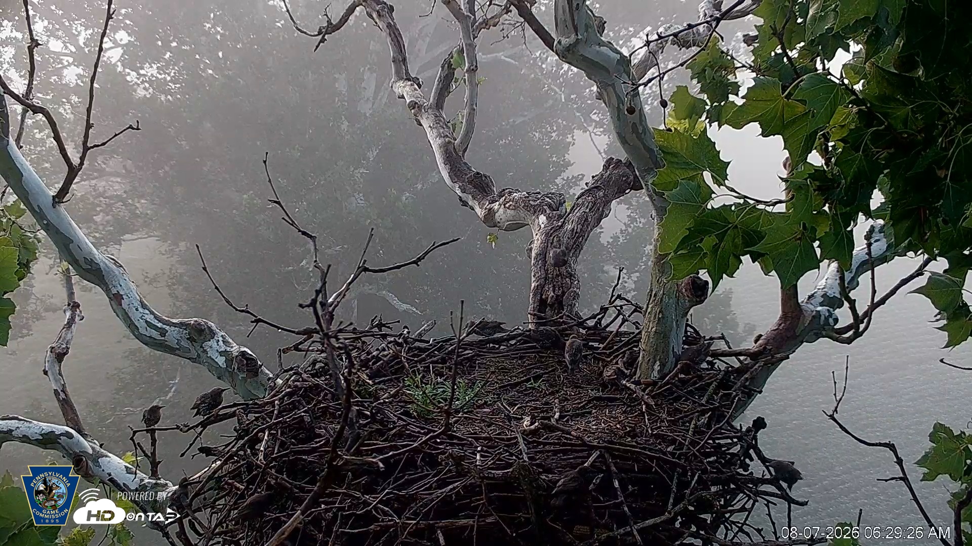 Snapshot of PA Farm Country Eagles Live Cams taken Aug 7, 2026, 6:30am EDT