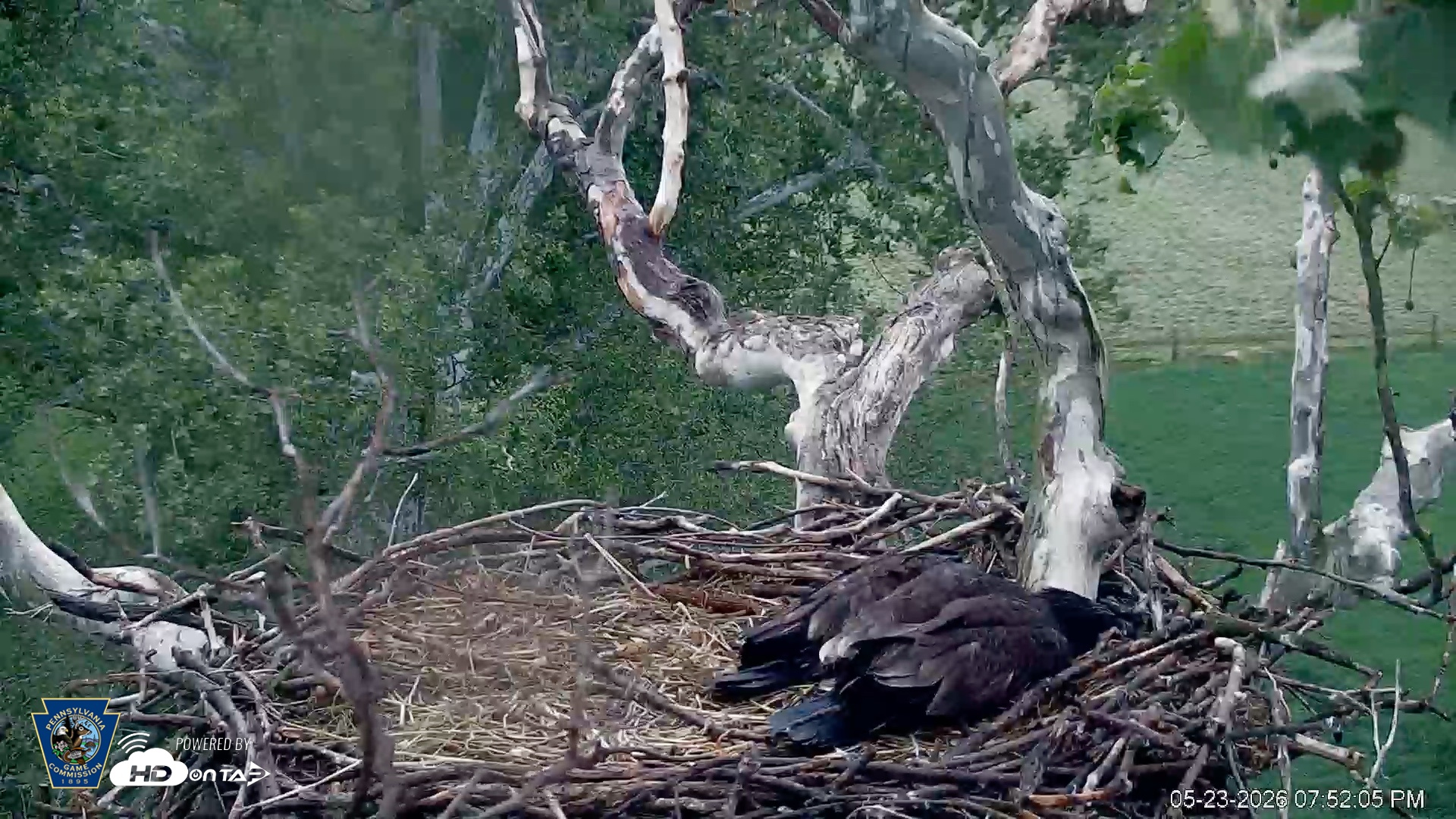 Snapshot of PA Farm Country Eagles Live Cams taken May 23, 2026, 7:53pm EDT