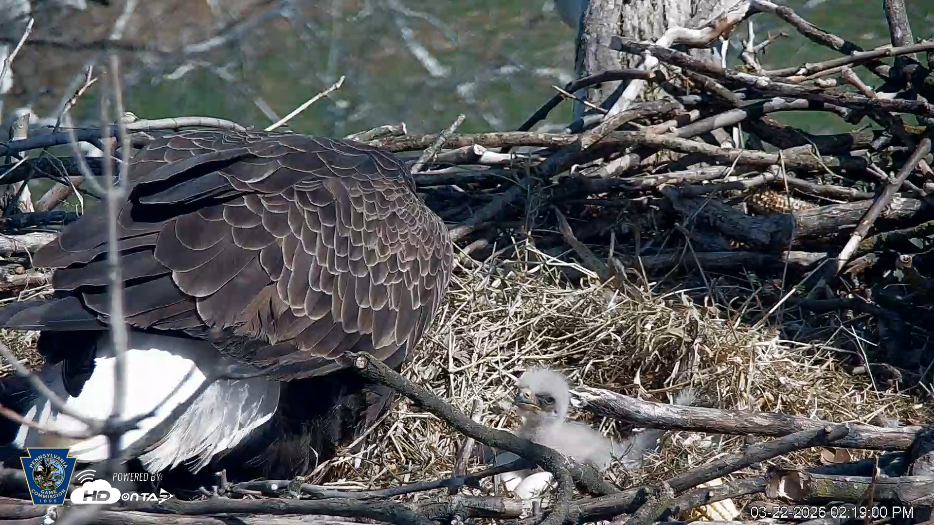 Snapshot of PA Farm Country Eagles Live Cams taken Mar 22, 2026, 2:19pm EDT