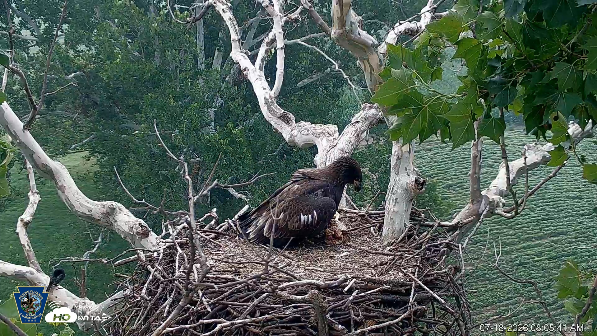 Snapshot of PA Farm Country Eagles Live Cams taken Jul 18, 2026, 8:06am EDT
