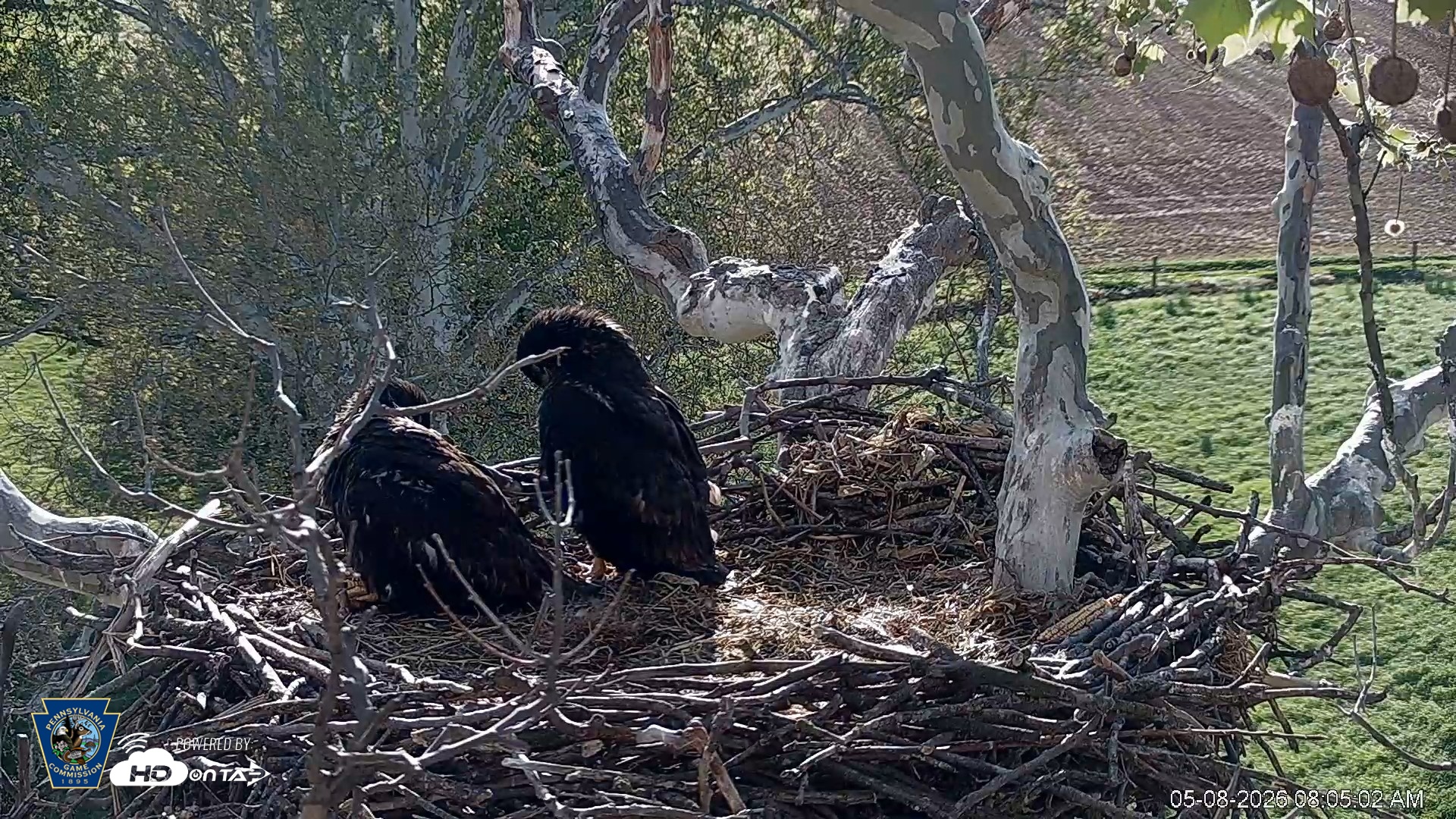 Snapshot of PA Farm Country Eagles Live Cams taken May 8, 2026, 8:05am EDT