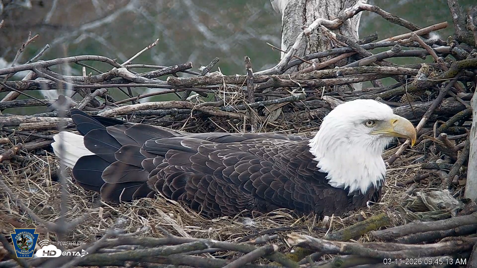 Snapshot of PA Farm Country Eagles Live Cams taken Mar 11, 2026, 9:45am EDT