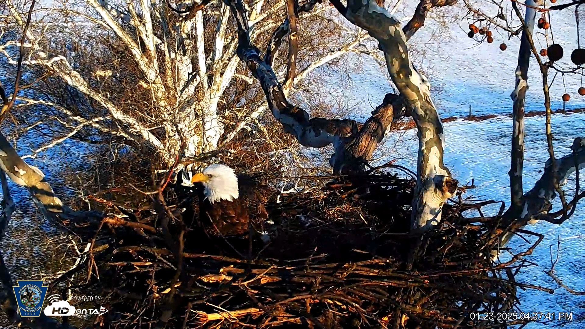 Snapshot of PA Farm Country Eagles Live Cams taken Jan 23, 2026, 4:38pm EST