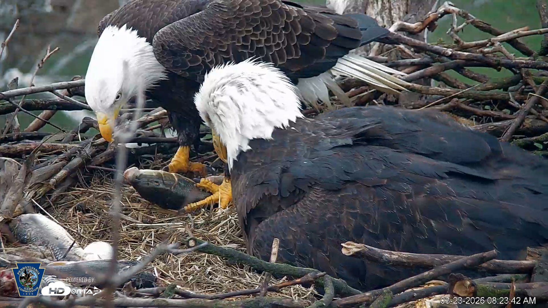 Snapshot of PA Farm Country Eagles Live Cams taken Mar 23, 2026, 8:24am EDT