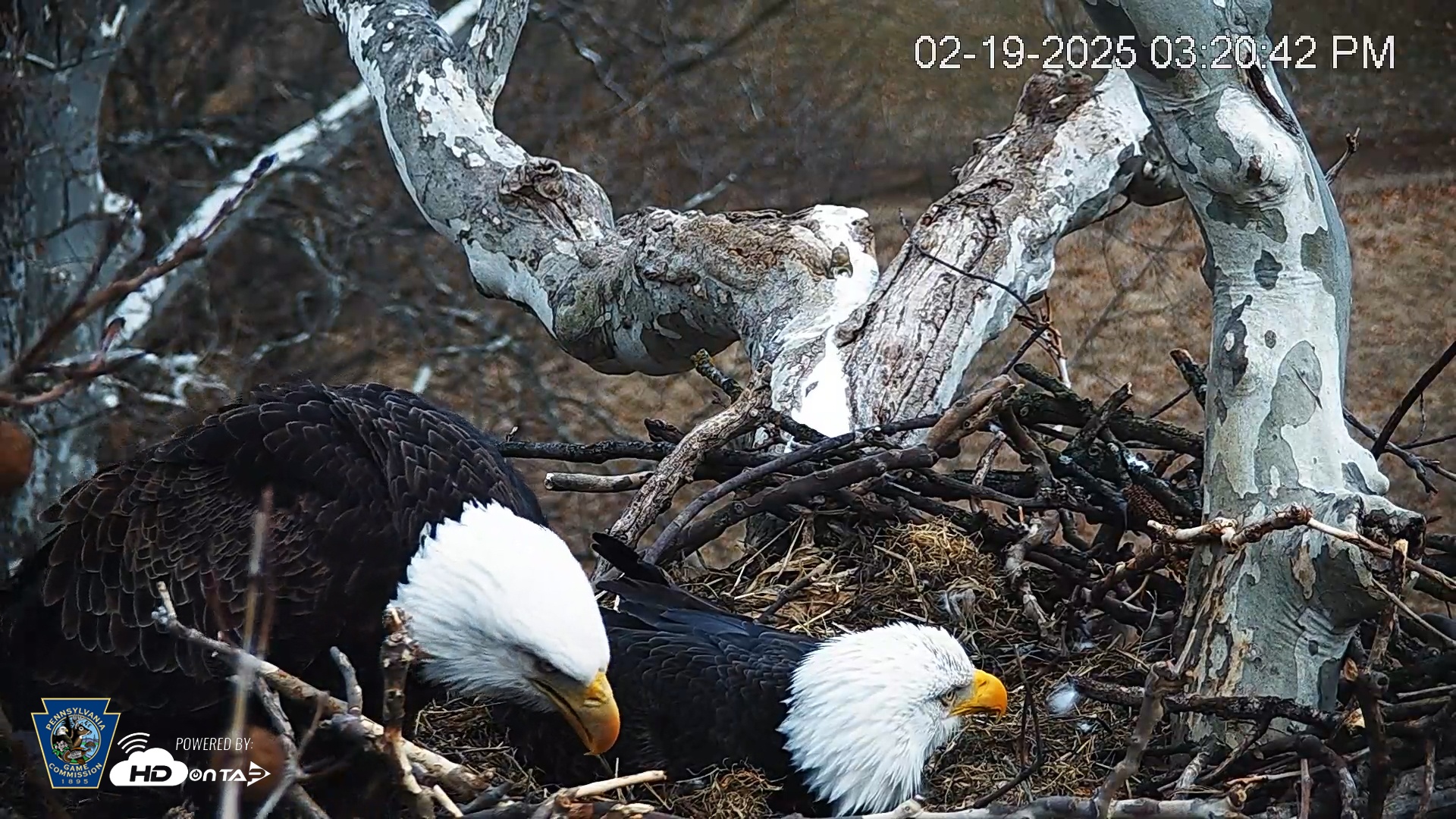 Snapshot of PA Farm Country Eagles Live Cams taken Feb 19, 2025, 3:21pm EST