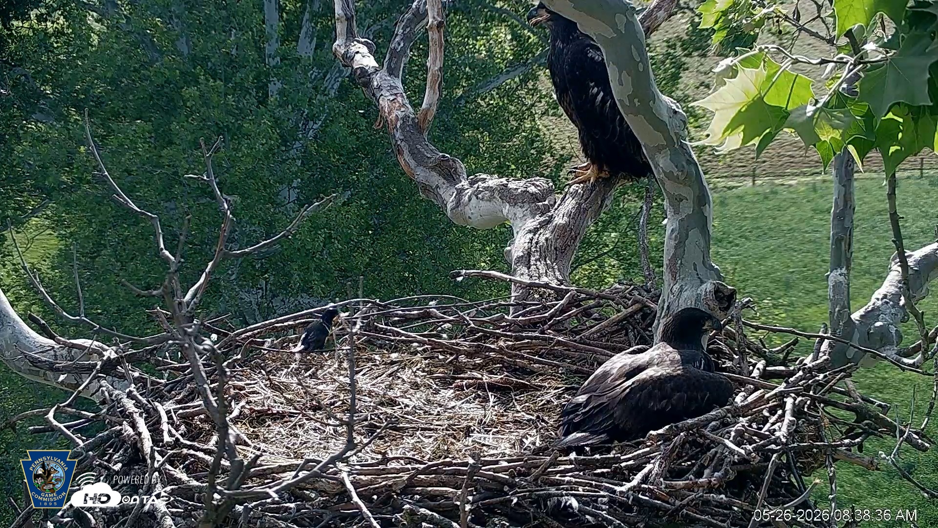 Snapshot of PA Farm Country Eagles Live Cams taken May 26, 2026, 8:39am EDT