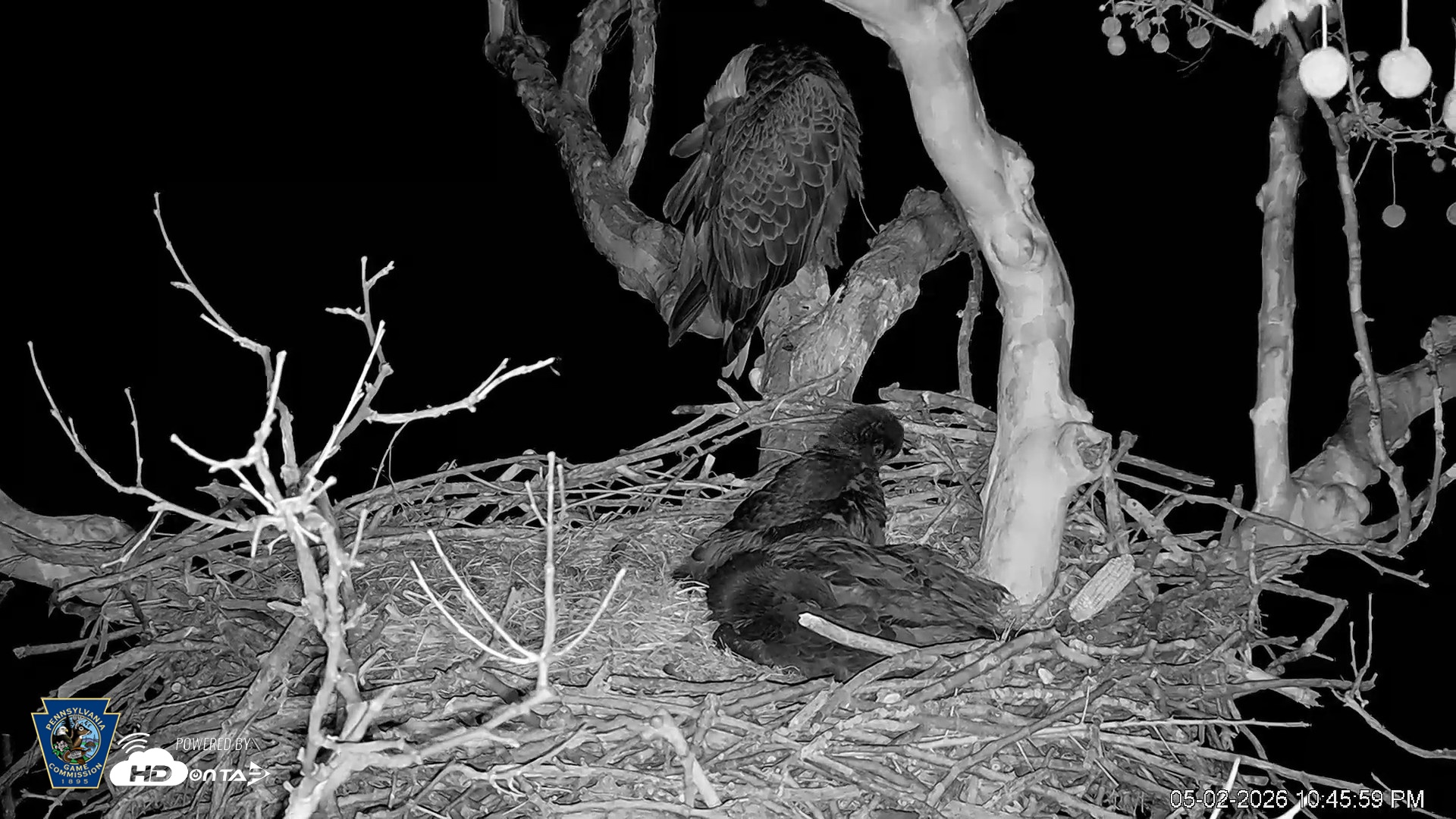 Snapshot of PA Farm Country Eagles Live Cams taken May 2, 2026, 10:47pm EDT
