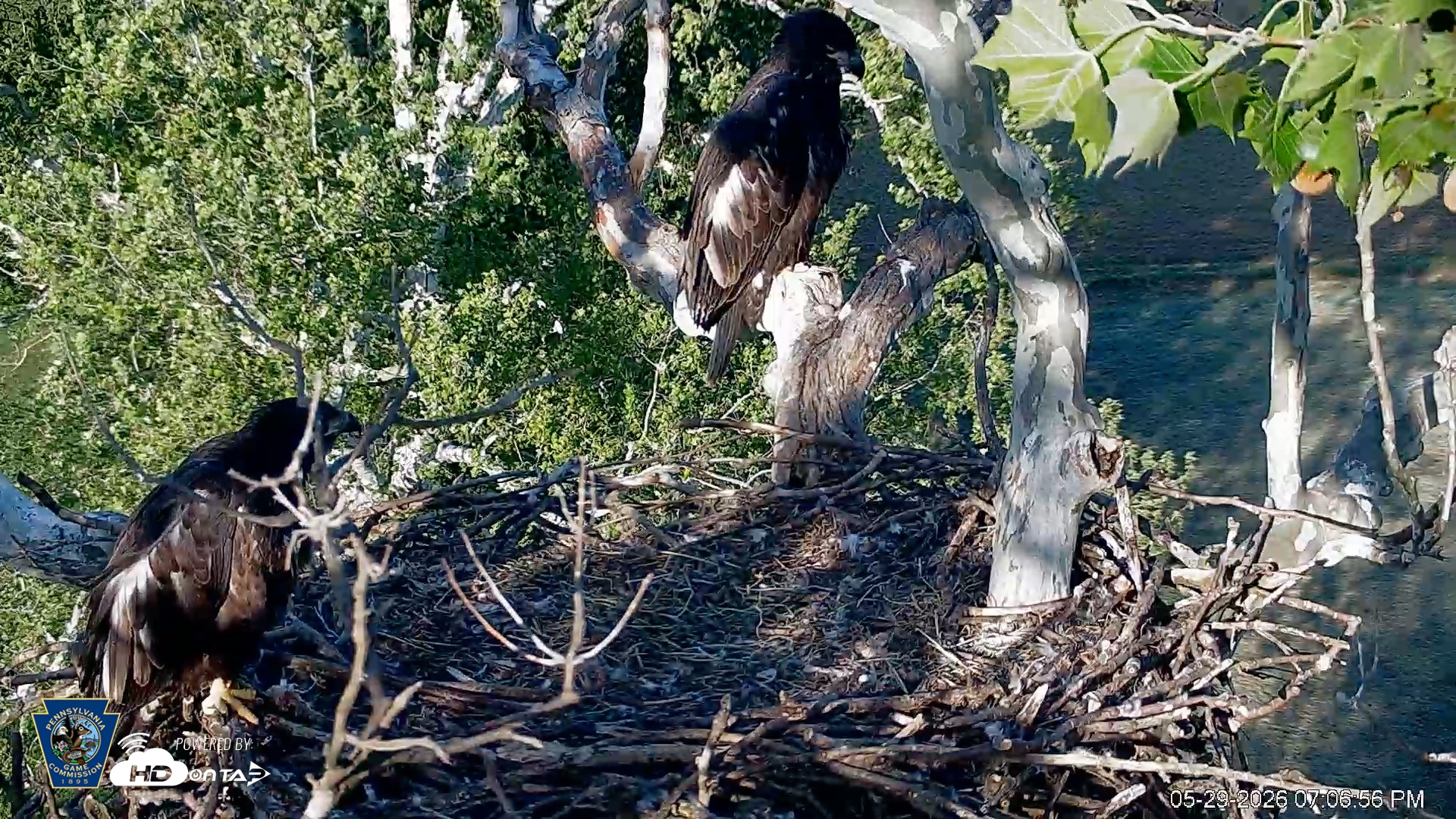 Snapshot of PA Farm Country Eagles Live Cams taken May 29, 2026, 7:08pm EDT