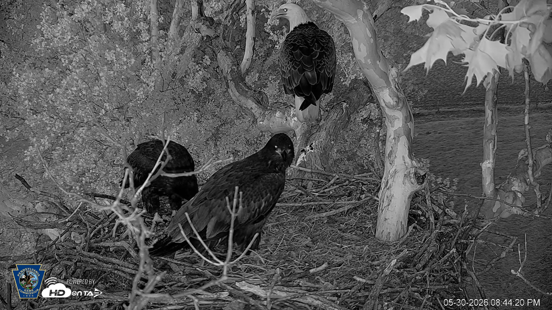 Snapshot of PA Farm Country Eagles Live Cams taken May 30, 2026, 8:45pm EDT