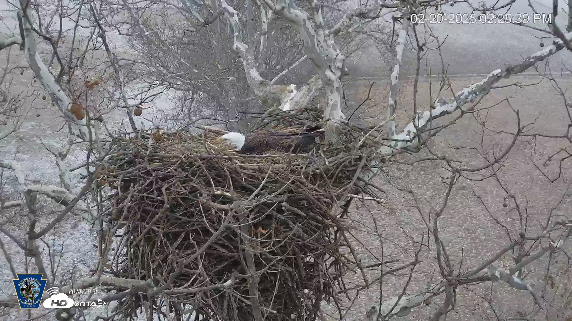 Snapshot of PA Farm Country Eagles Live Cams taken Feb 20, 2025, 2:26pm EST