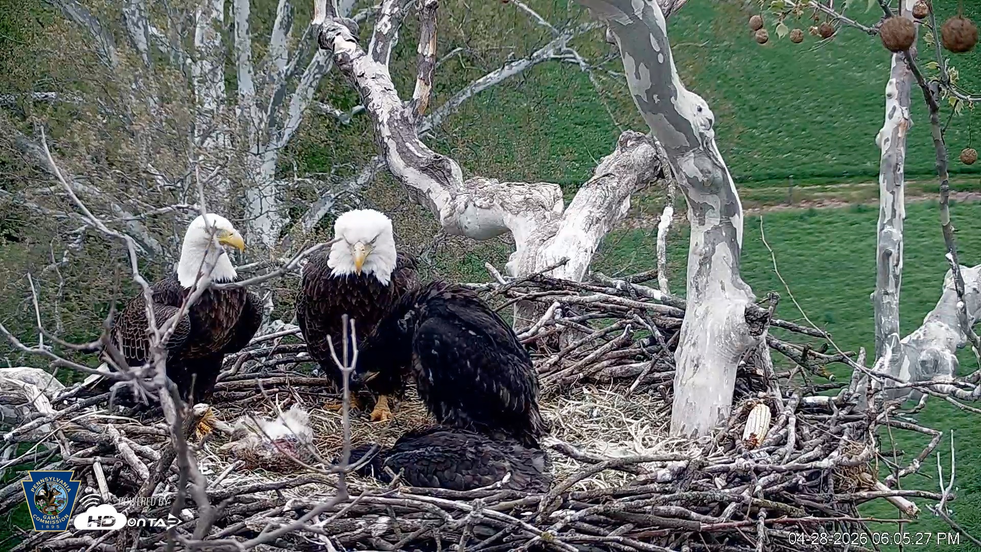 Snapshot of PA Farm Country Eagles Live Cams taken Apr 28, 2026, 6:10pm EDT