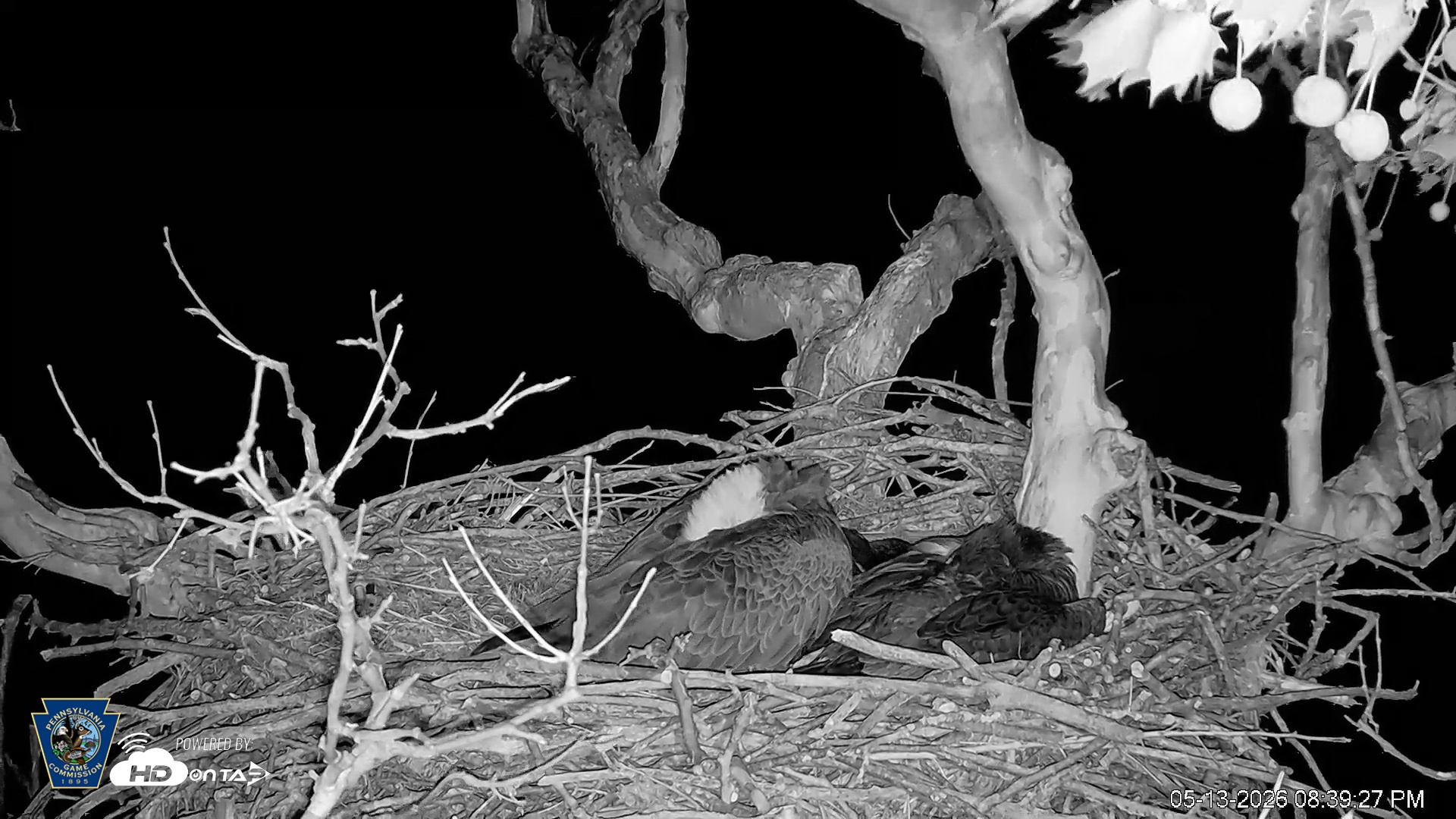 Snapshot of PA Farm Country Eagles Live Cams taken May 13, 2026, 8:40pm EDT