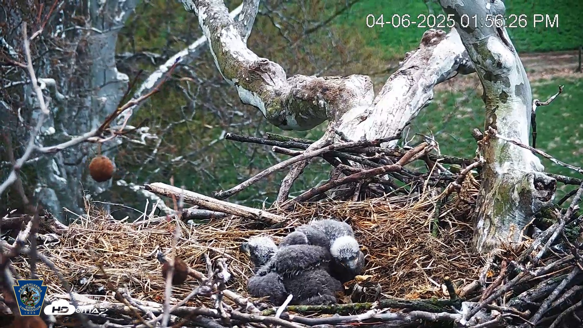 Snapshot of PA Farm Country Eagles Live Cams taken Apr 6, 2025, 1:57pm EDT