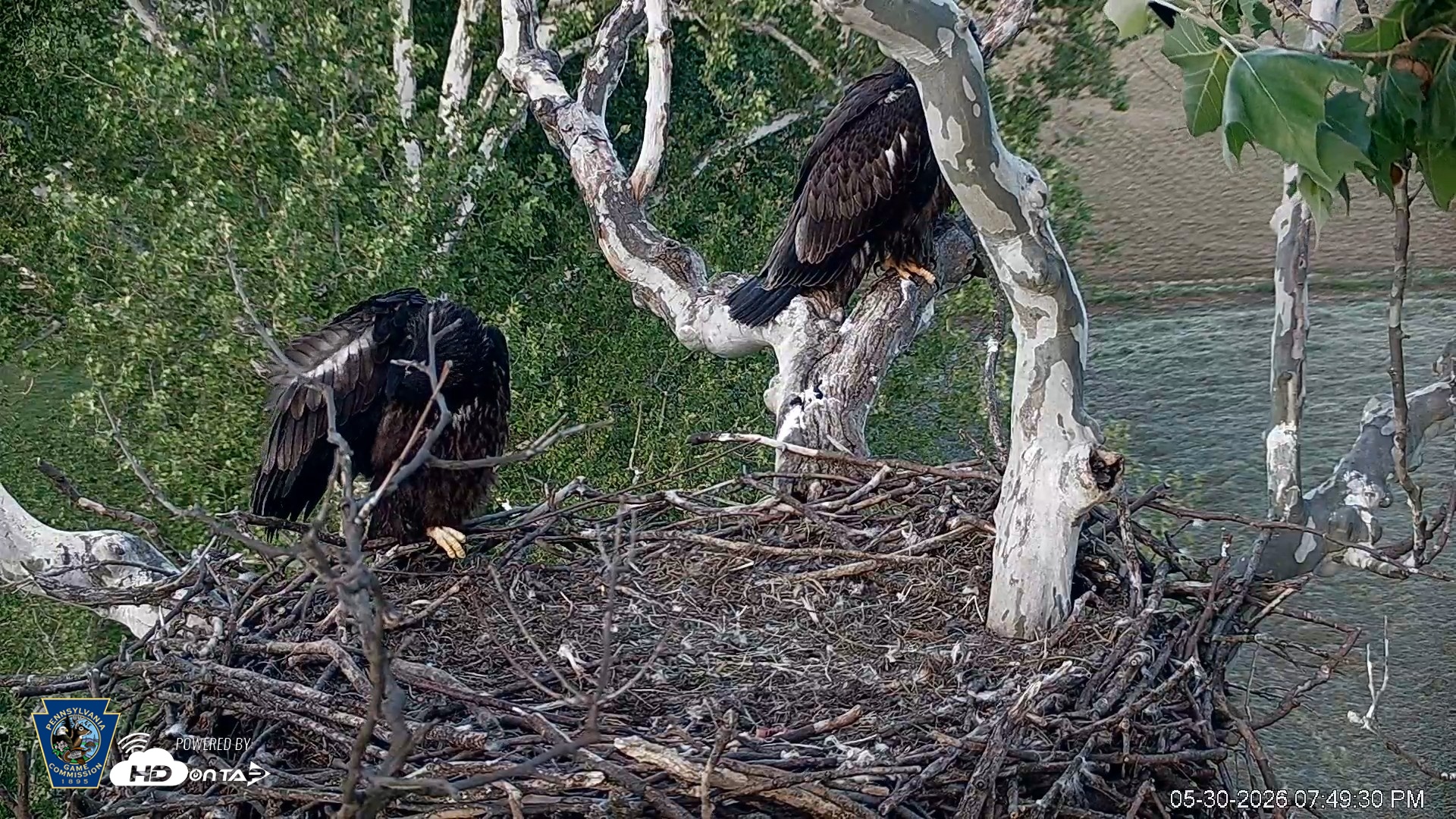 Snapshot of PA Farm Country Eagles Live Cams taken May 30, 2026, 7:50pm EDT