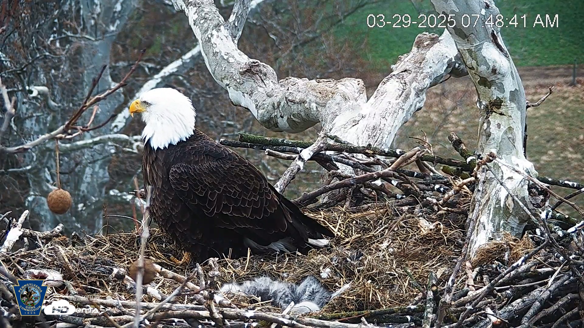 Snapshot of PA Farm Country Eagles Live Cams taken Mar 29, 2025, 7:49am EDT