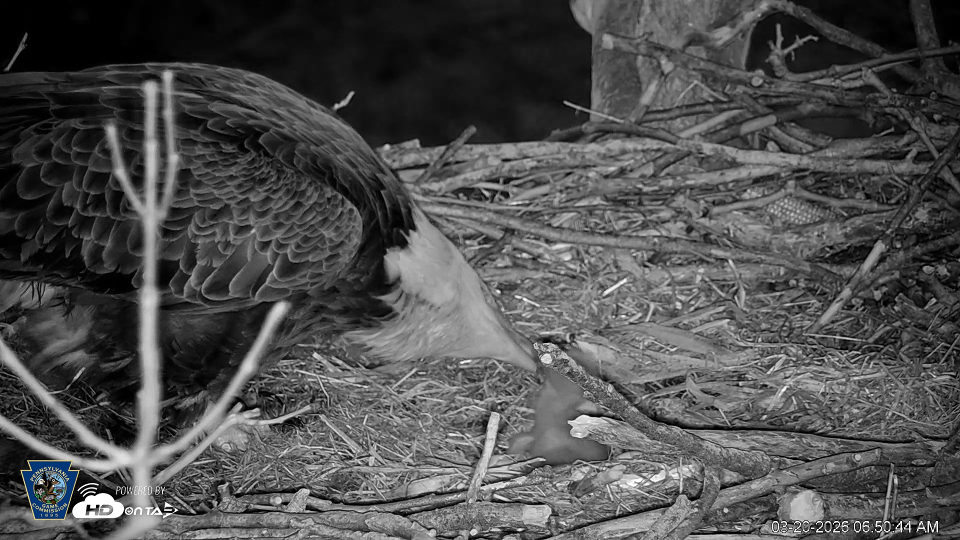 Snapshot of PA Farm Country Eagles Live Cams taken Mar 20, 2026, 6:51am EDT