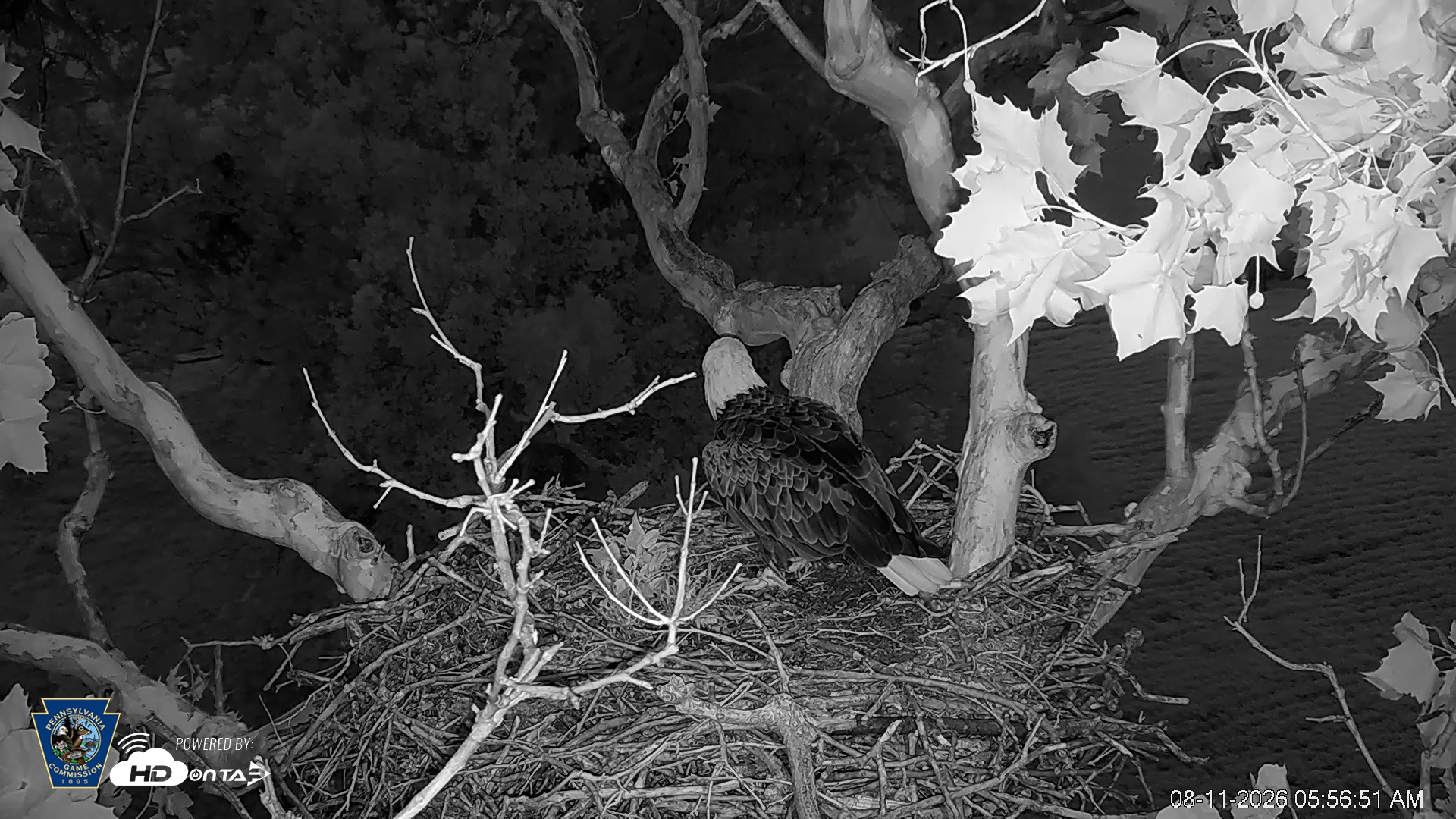 Snapshot of PA Farm Country Eagles Live Cams taken Aug 11, 2026, 5:57am EDT