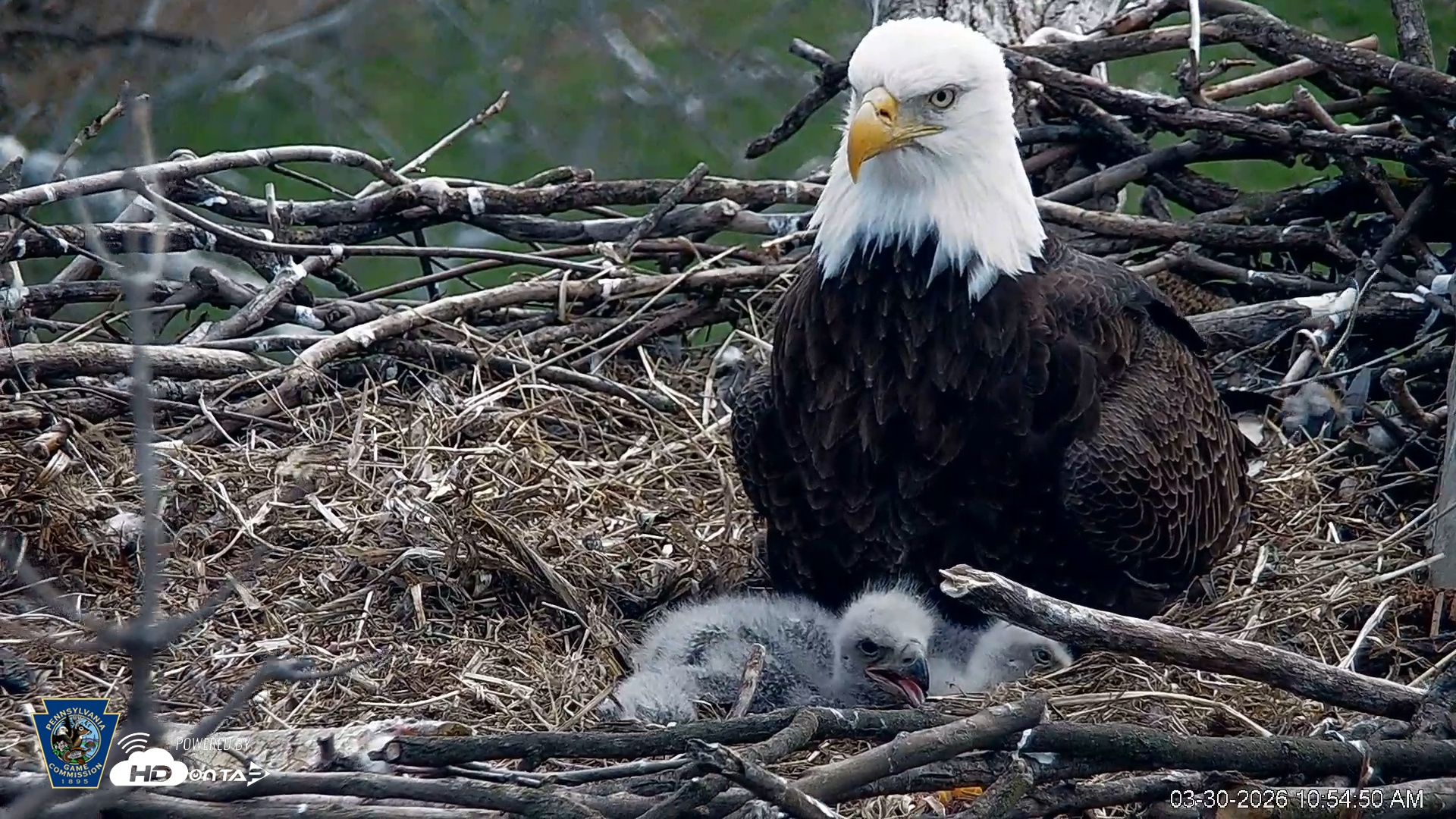 Snapshot of PA Farm Country Eagles Live Cams taken Mar 30, 2026, 10:55am EDT