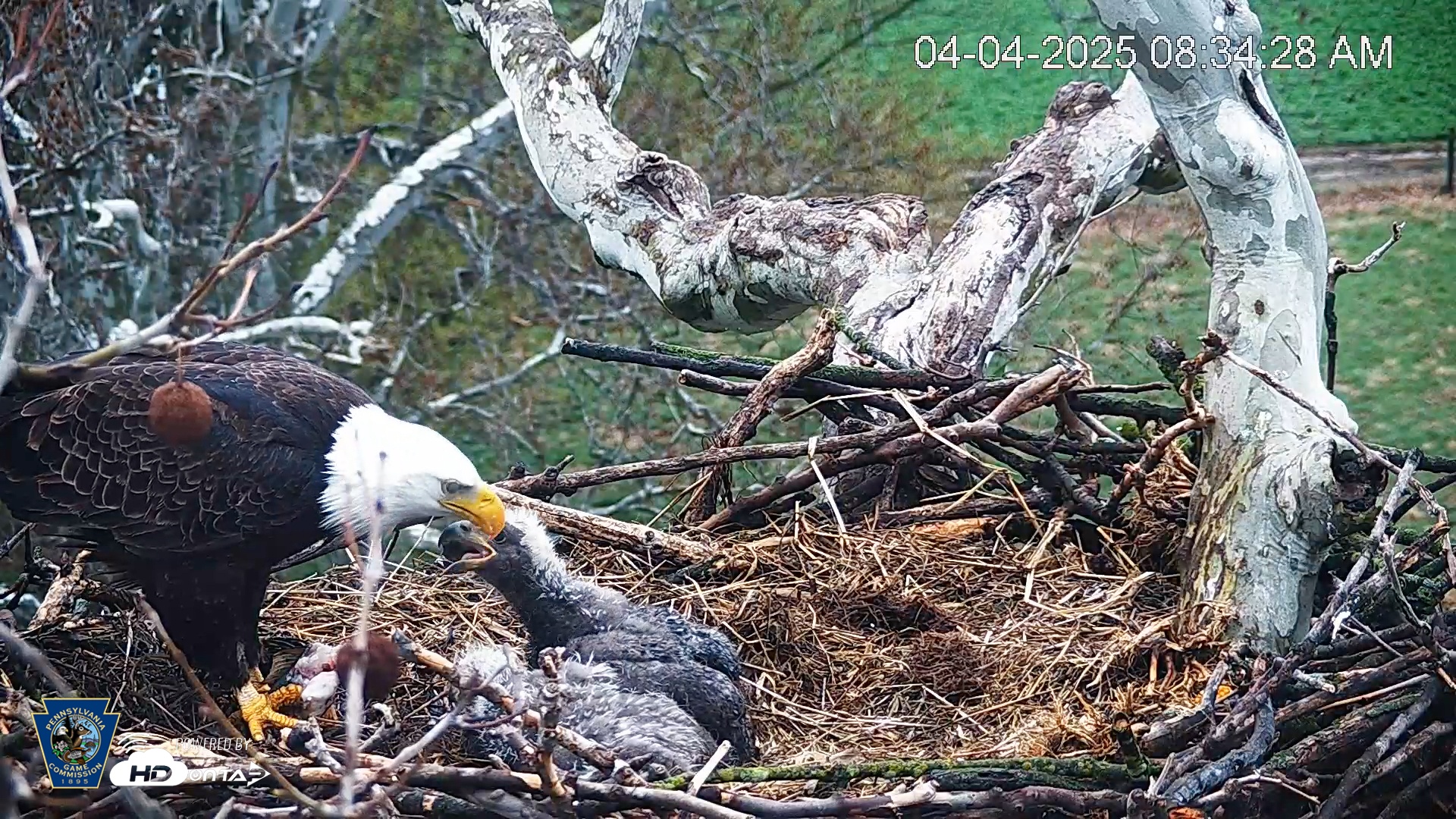 Snapshot of PA Farm Country Eagles Live Cams taken Apr 4, 2025, 8:35am EDT
