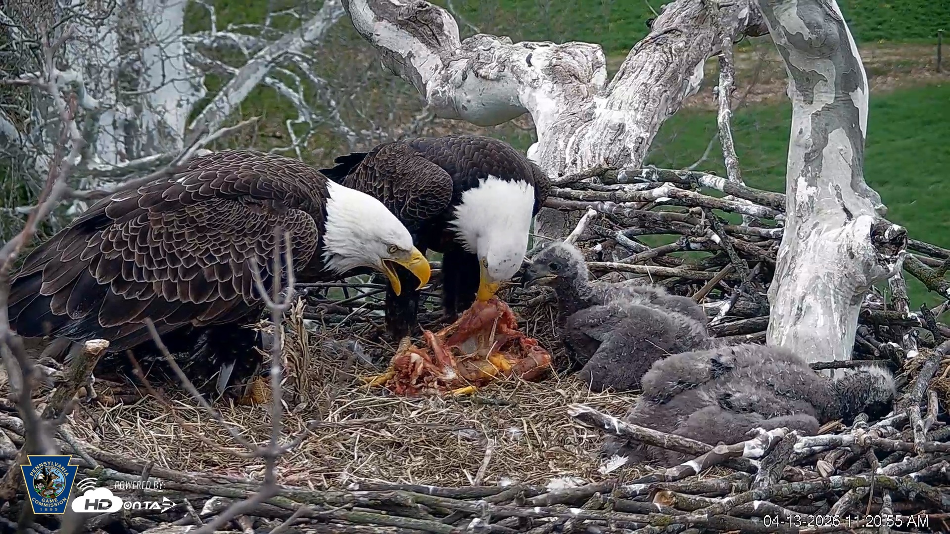 Snapshot of PA Farm Country Eagles Live Cams taken Apr 13, 2026, 11:21am EDT
