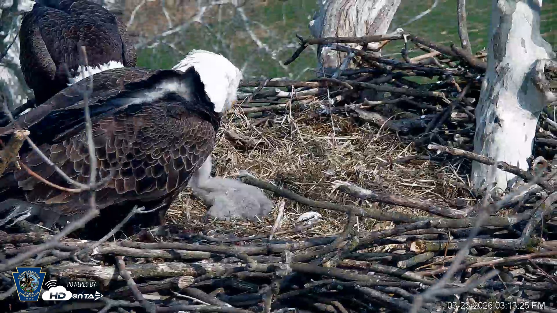 Snapshot of PA Farm Country Eagles Live Cams taken Mar 26, 2026, 3:14pm EDT
