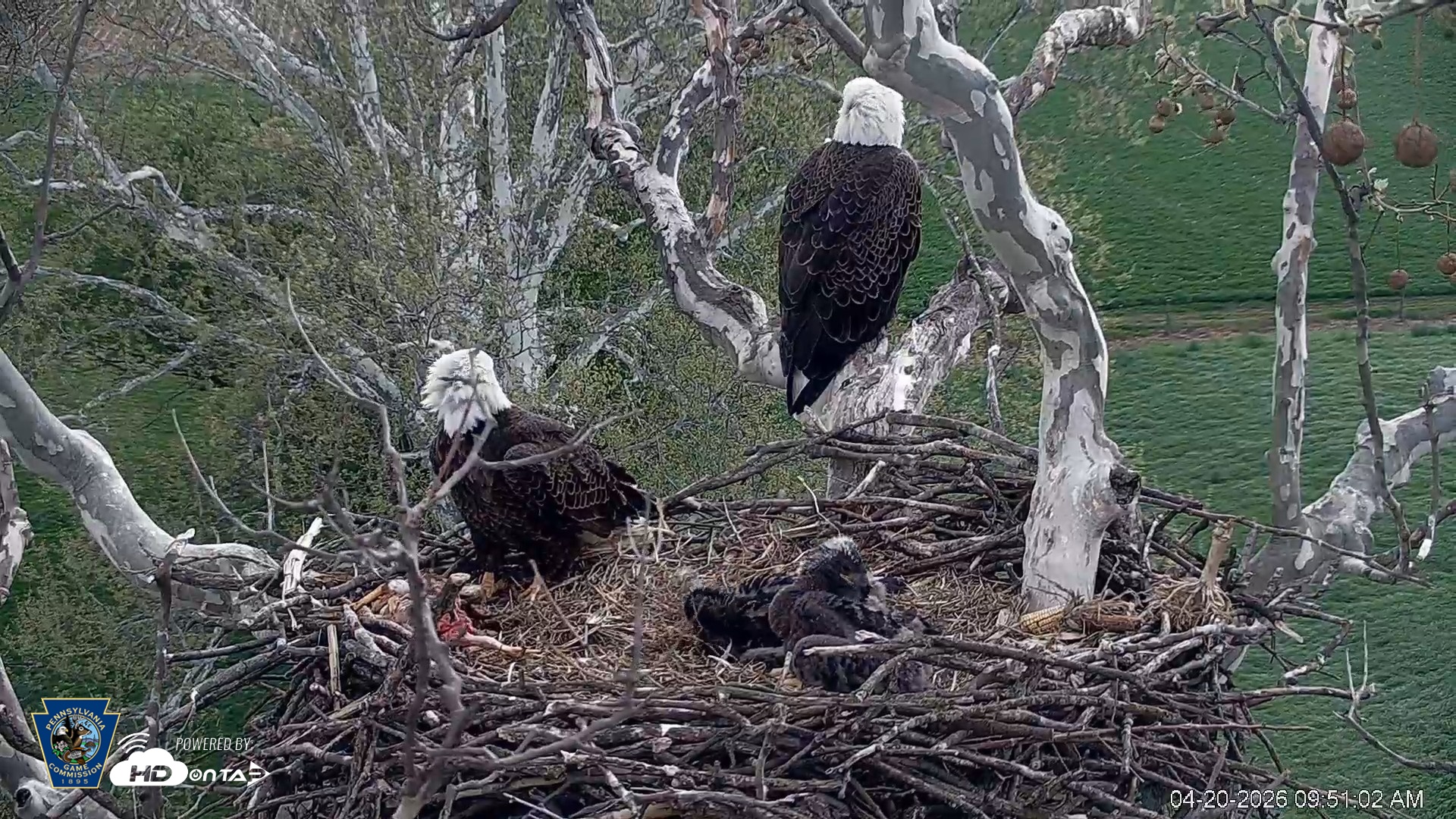Snapshot of PA Farm Country Eagles Live Cams taken Apr 20, 2026, 9:52am EDT