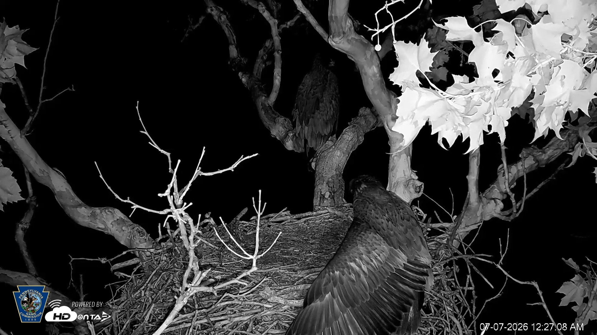Snapshot of PA Farm Country Eagles Live Cams taken Jul 7, 2026, 12:27am EDT
