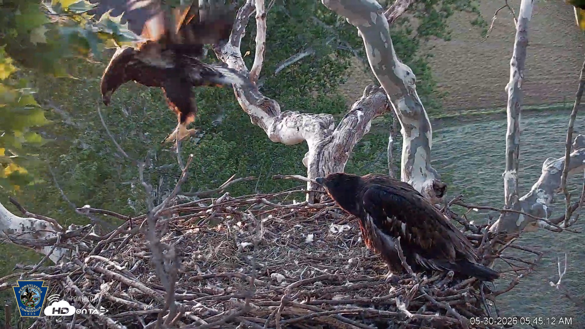 Snapshot of PA Farm Country Eagles Live Cams taken May 30, 2026, 5:46am EDT