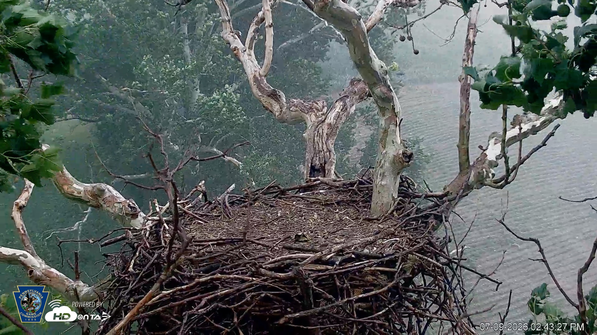 Snapshot of PA Farm Country Eagles Live Cams taken Jul 9, 2026, 2:44pm EDT