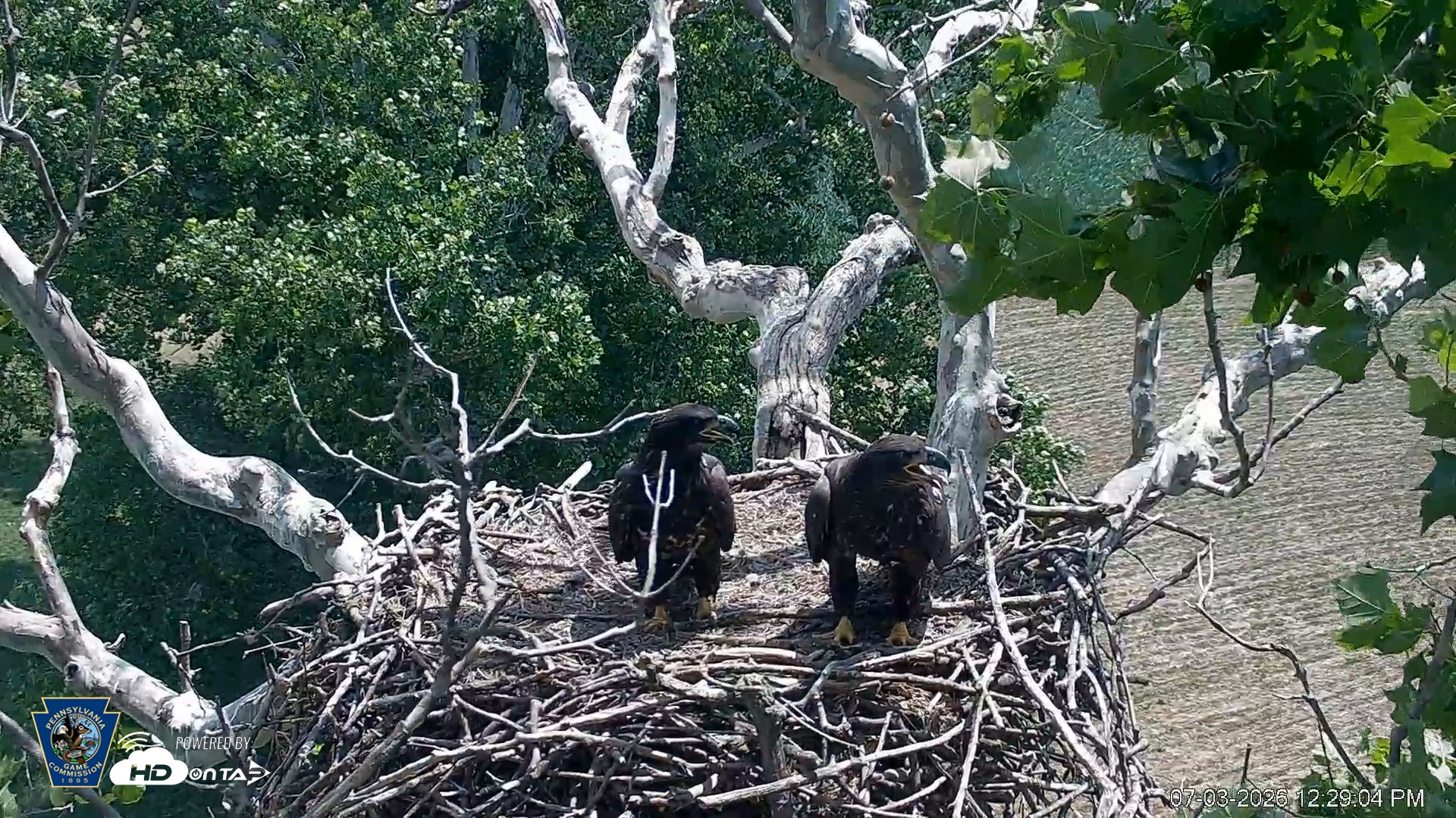 Snapshot of PA Farm Country Eagles Live Cams taken Jul 3, 2026, 12:30pm EDT