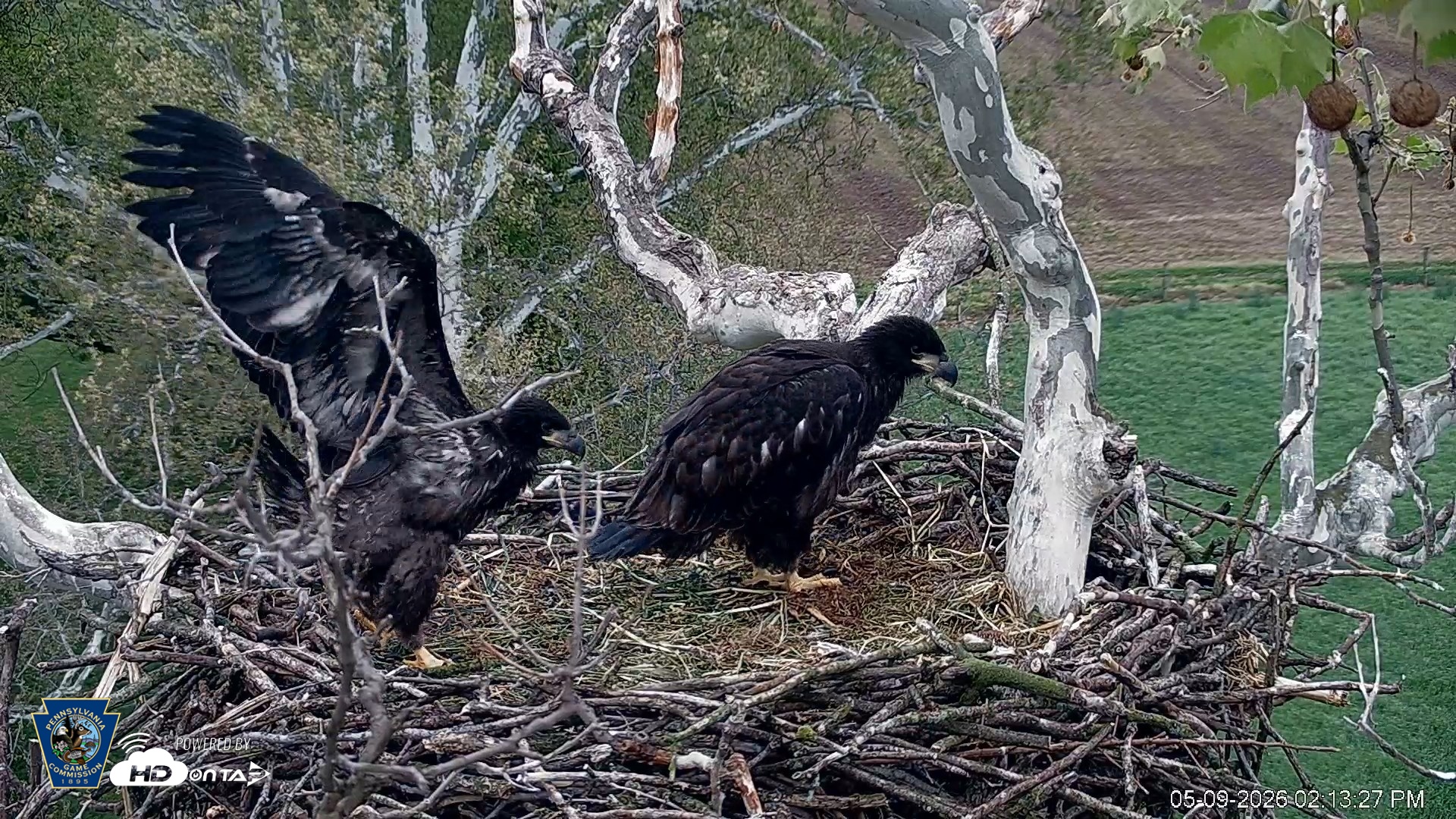 Snapshot of PA Farm Country Eagles Live Cams taken May 9, 2026, 2:14pm EDT
