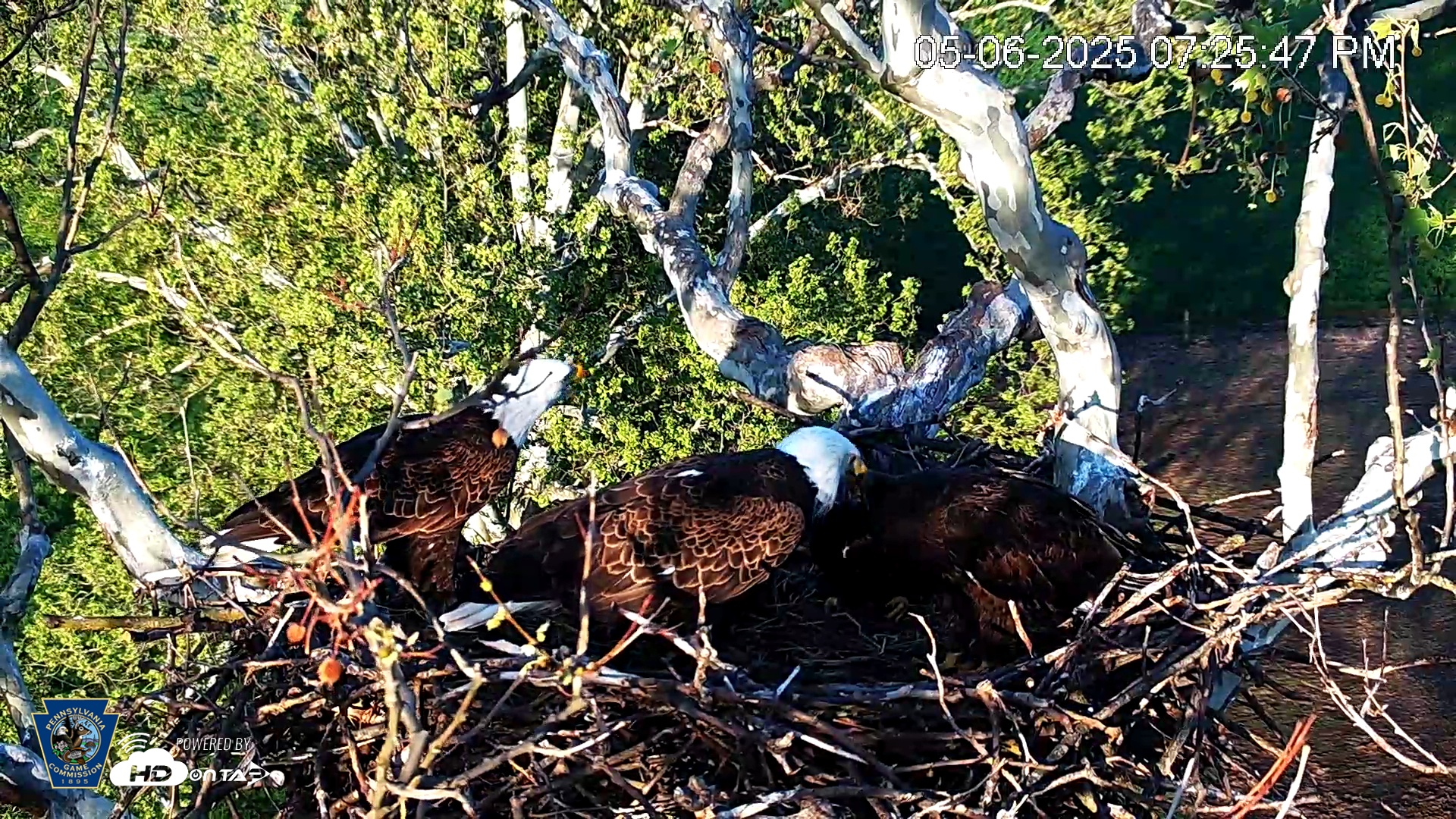 Snapshot of PA Farm Country Eagles Live Cams taken May 6, 2025, 7:26pm EDT