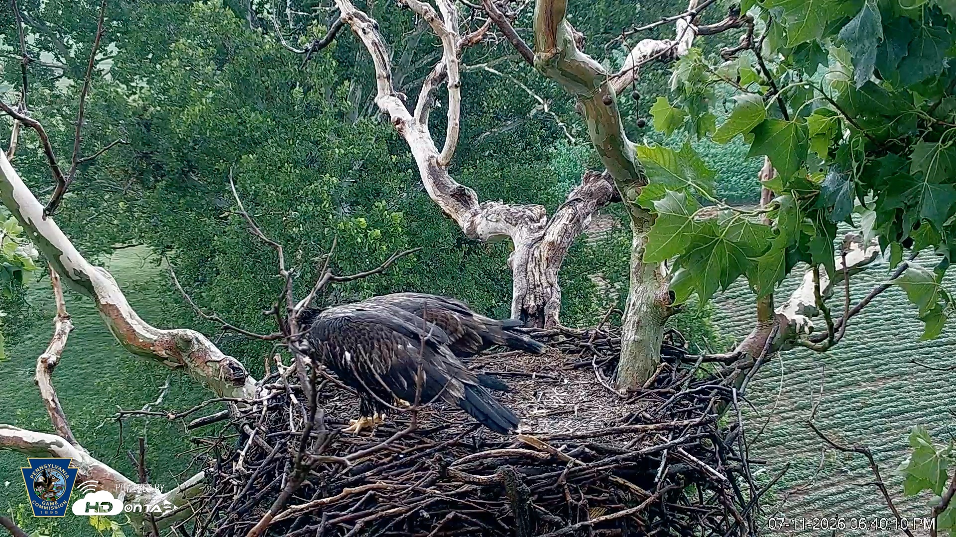 Snapshot of PA Farm Country Eagles Live Cams taken Jul 11, 2026, 6:42pm EDT