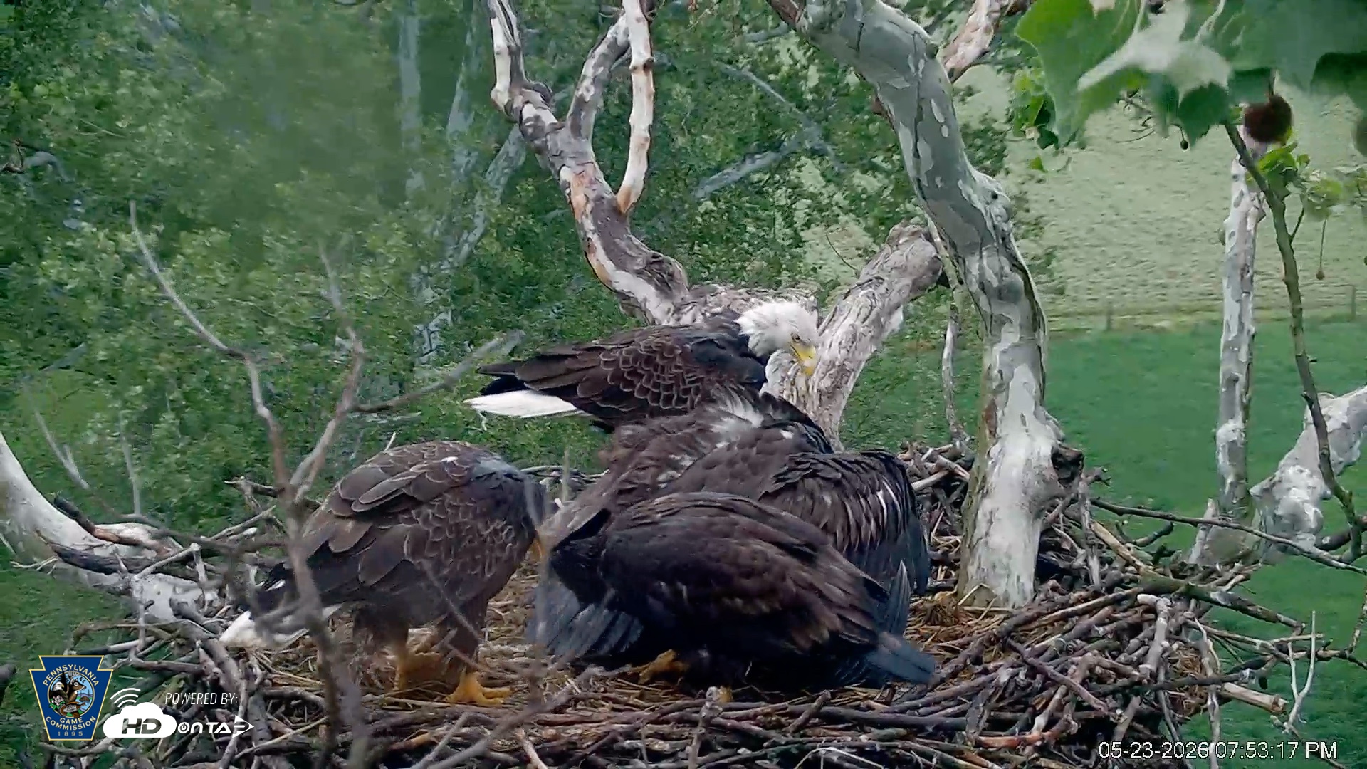 Snapshot of PA Farm Country Eagles Live Cams taken May 23, 2026, 7:55pm EDT