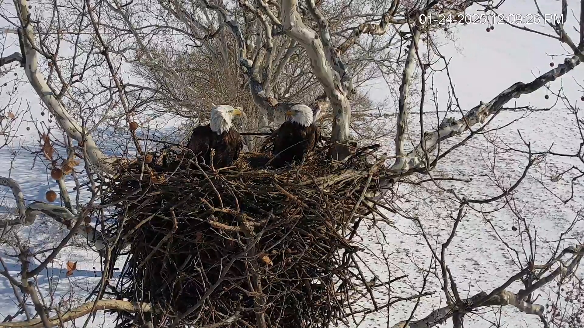Snapshot of PA Farm Country Eagles Live Cams taken Jan 24, 2025, 12:10pm EST