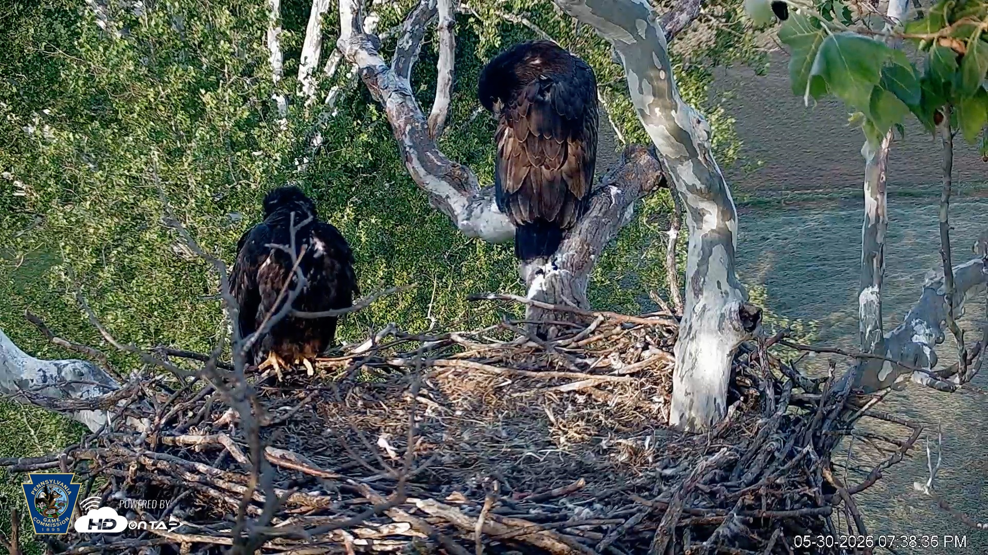 Snapshot of PA Farm Country Eagles Live Cams taken May 30, 2026, 7:39pm EDT