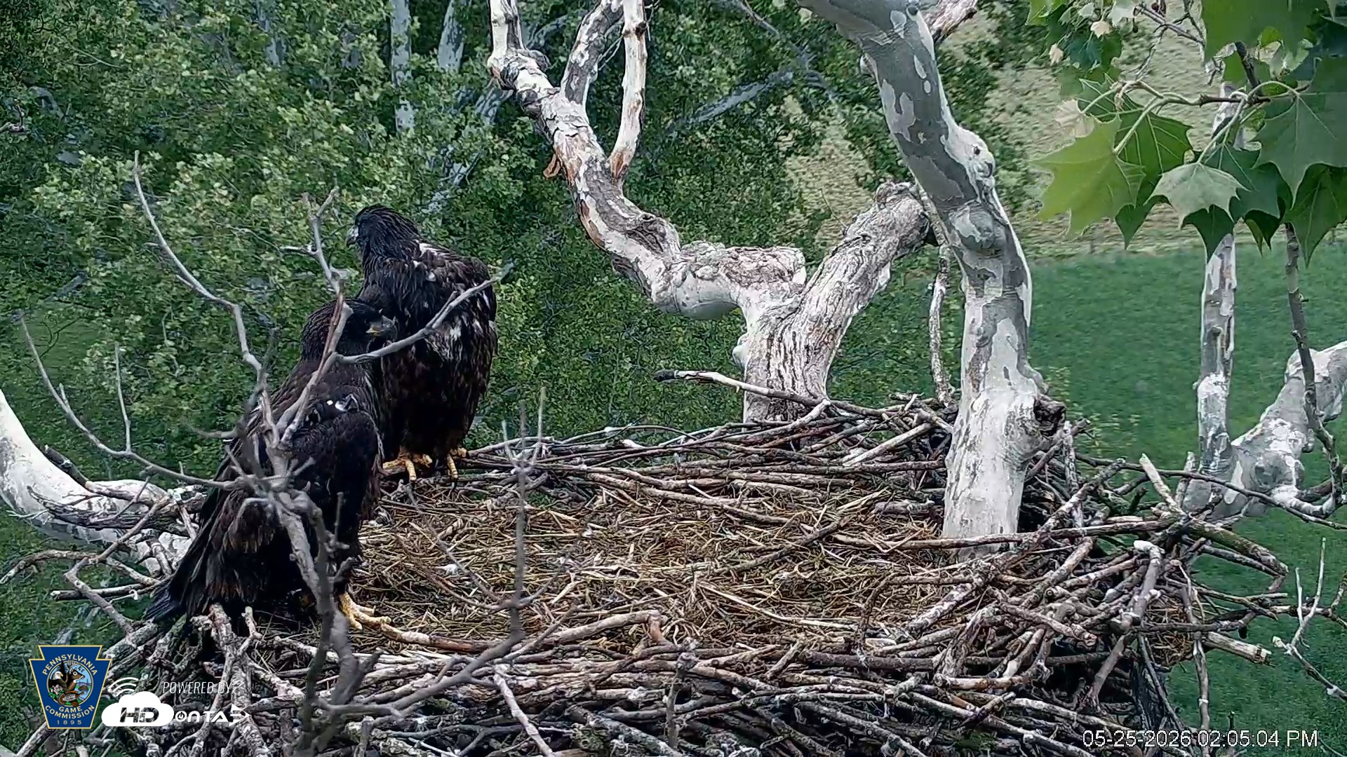 Snapshot of PA Farm Country Eagles Live Cams taken May 25, 2026, 2:05pm EDT