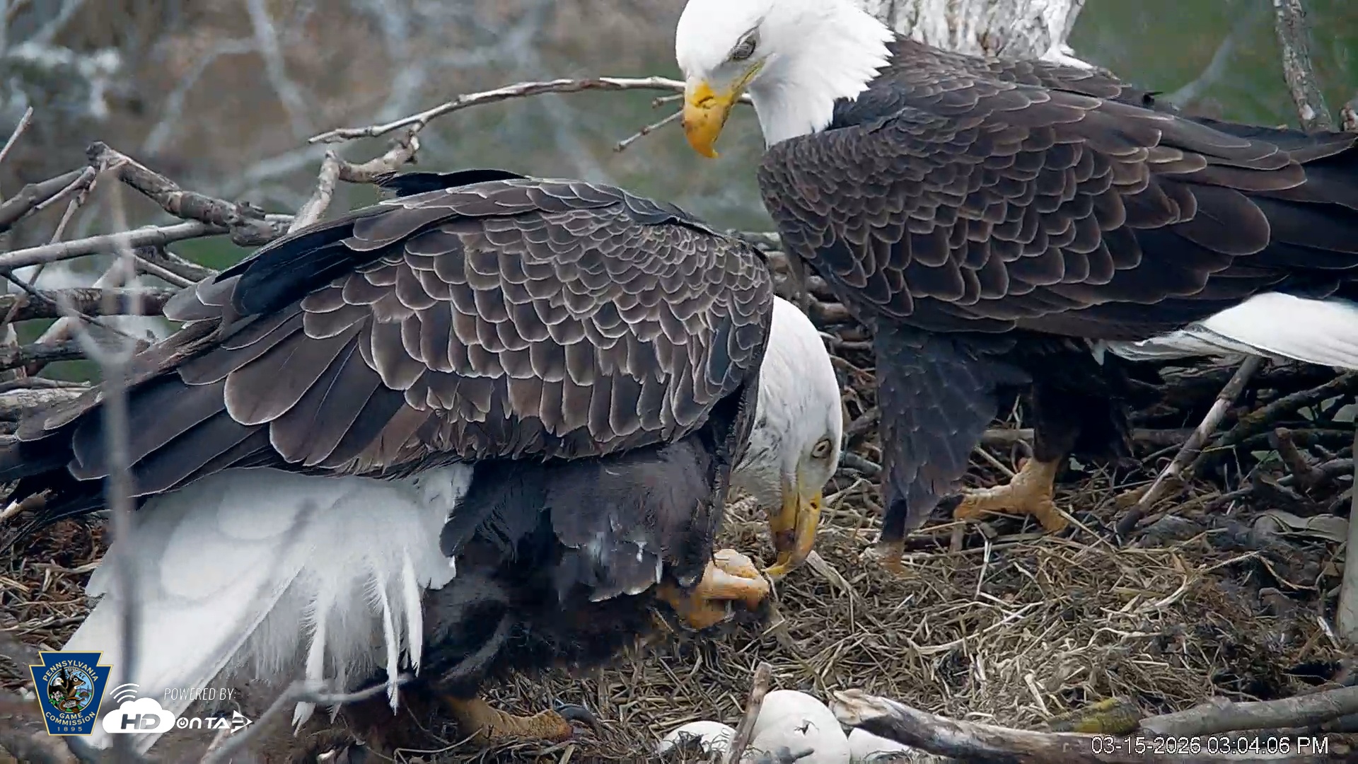 Snapshot of PA Farm Country Eagles Live Cams taken Mar 15, 2026, 3:04pm EDT