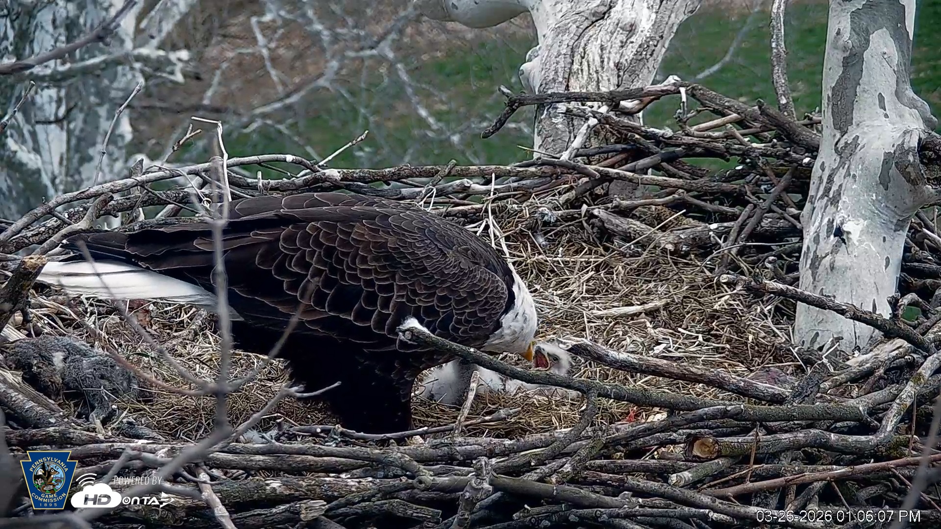Snapshot of PA Farm Country Eagles Live Cams taken Mar 26, 2026, 1:07pm EDT
