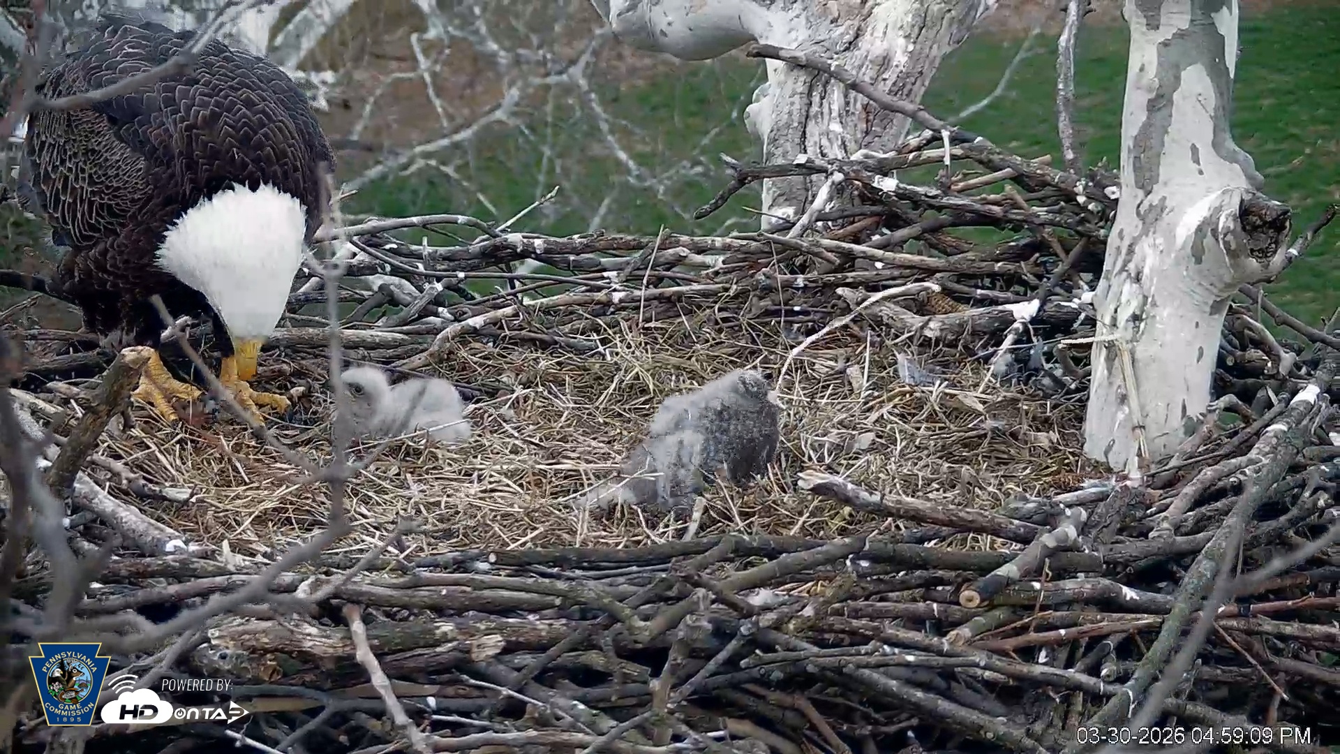 Snapshot of PA Farm Country Eagles Live Cams taken Mar 30, 2026, 5:00pm EDT