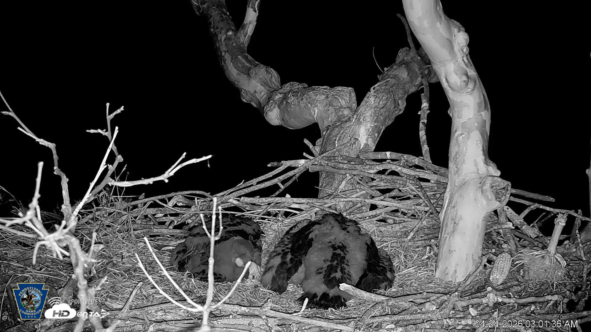 Snapshot of PA Farm Country Eagles Live Cams taken Apr 24, 2026, 3:02am EDT