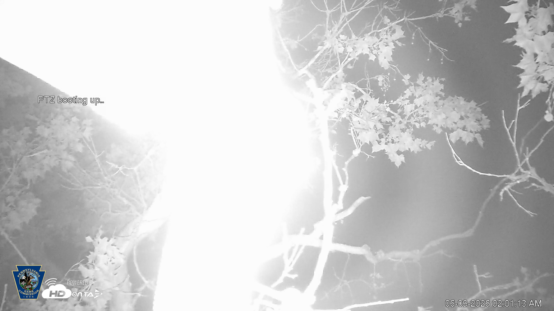 Snapshot of PA Farm Country Eagles Live Cams taken Jun 9, 2026, 2:01am EDT