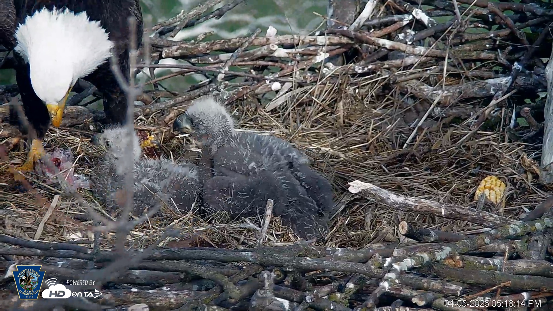 Snapshot of PA Farm Country Eagles Live Cams taken Apr 5, 2026, 5:18pm EDT